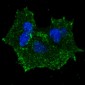 Phospho-ERBB2(Y1196) Antibody